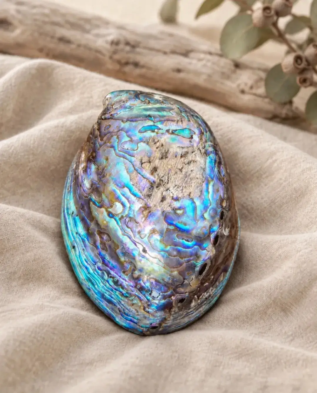 Abalone Shell