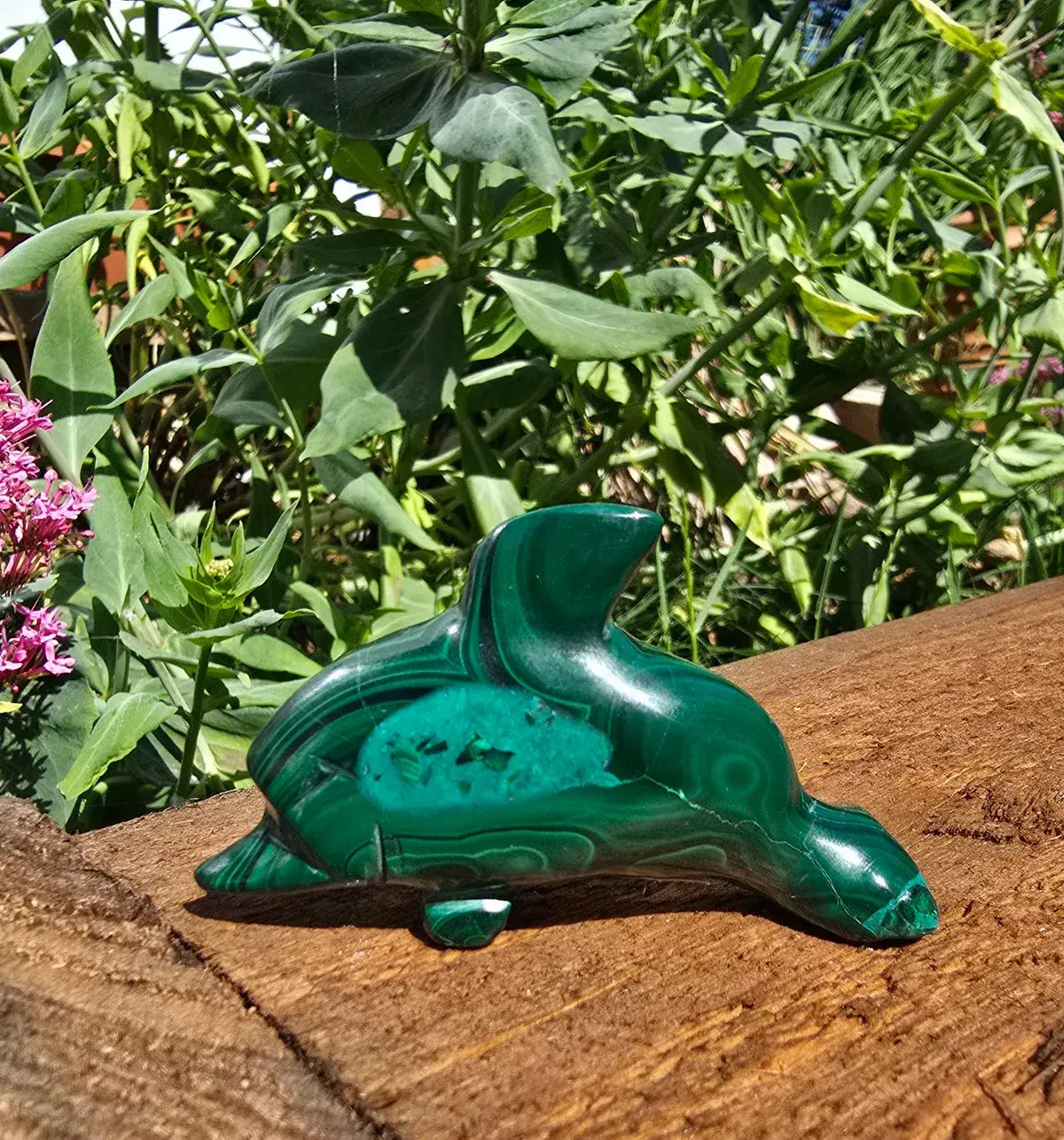 Malachite Dolphin